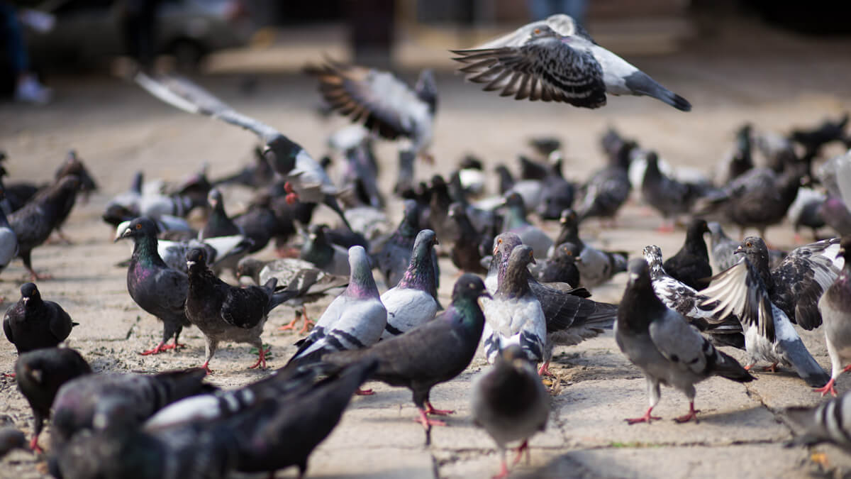 Pigeon Control