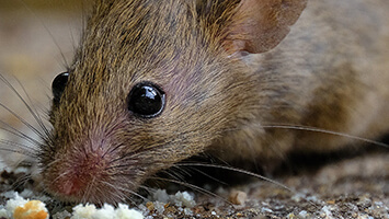 Rodent Control