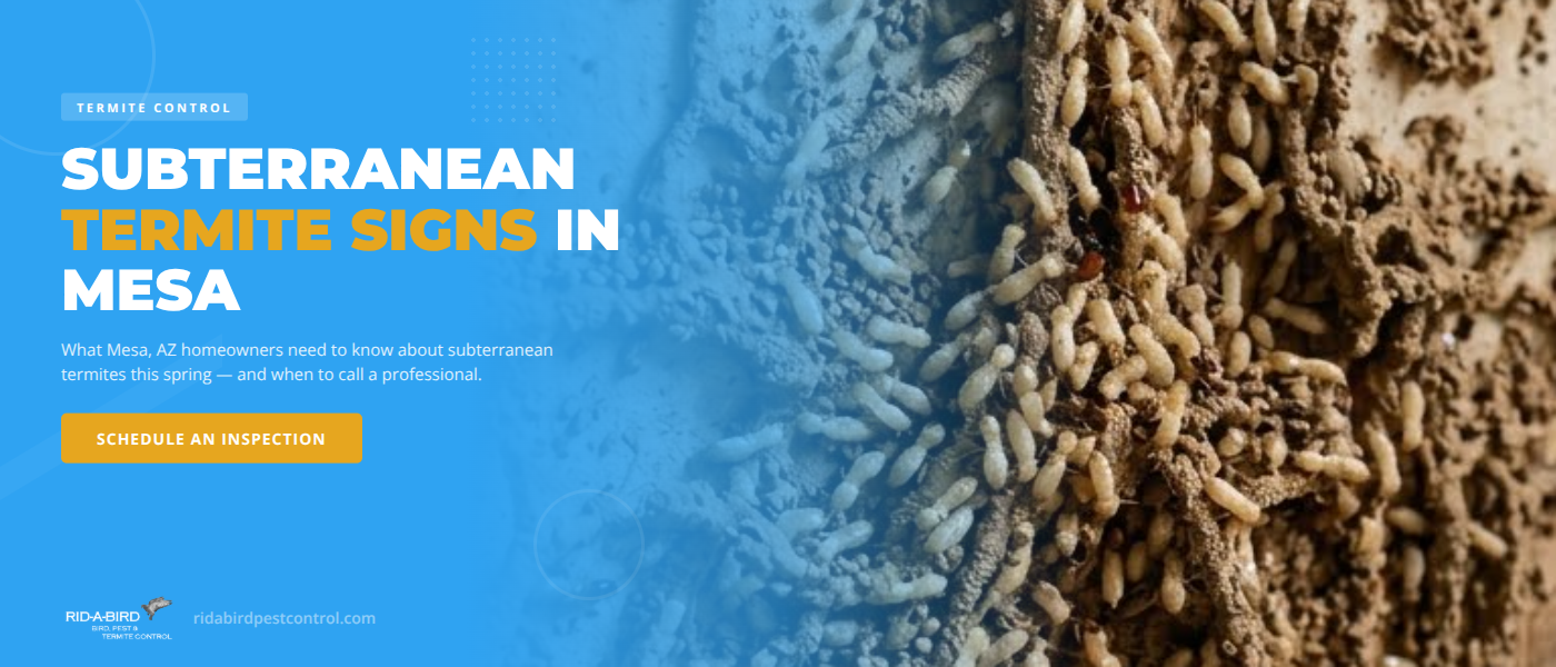 Subterranean termite signs and mud tubes on Mesa AZ home foundation - Rid A Bird Pest and Termite Control