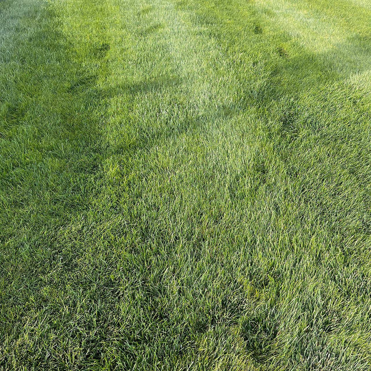 Lawn care and fertilization treatment by Two Rivers Lawn Care