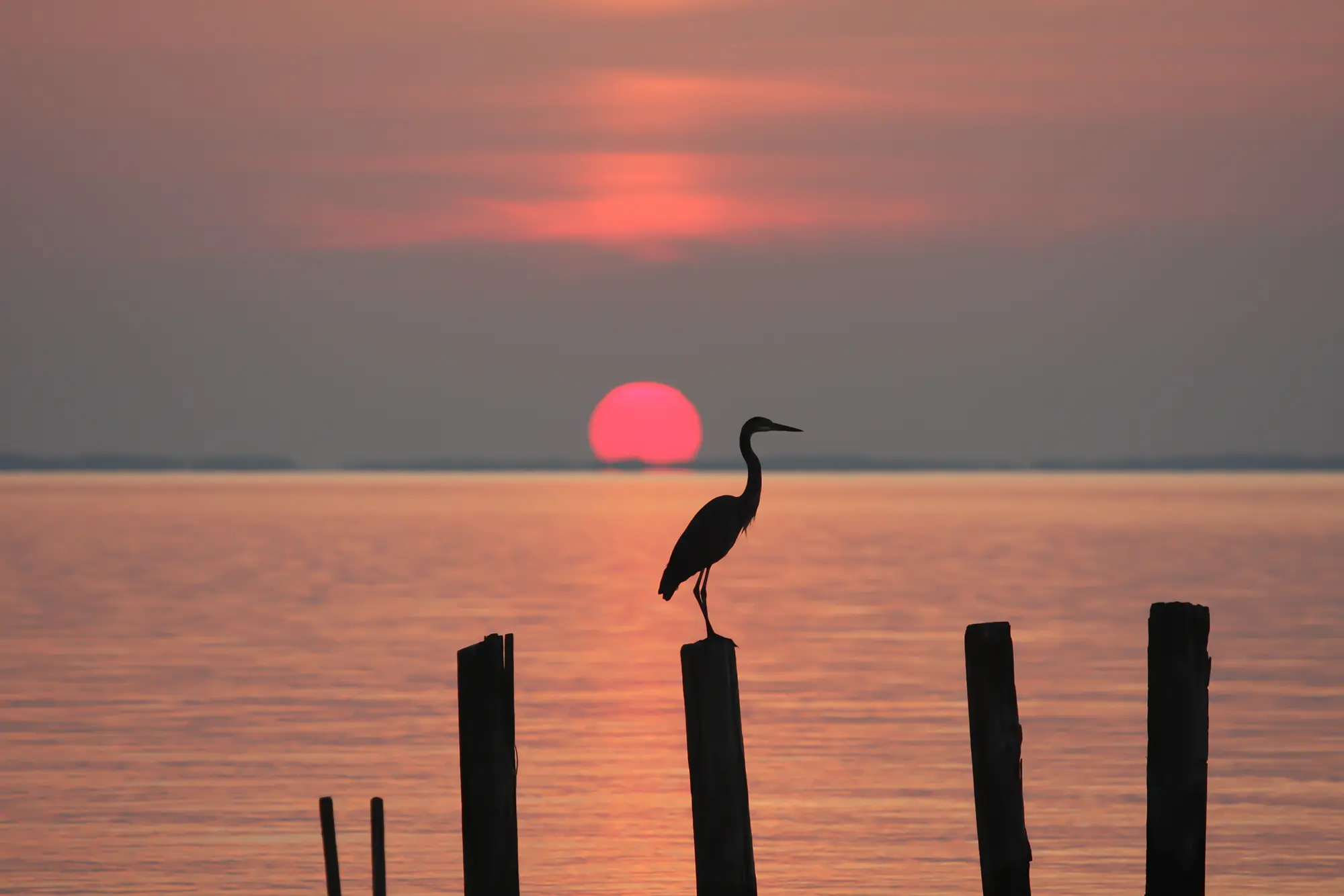 Silhouette of a heron standing on a wooden post against a pink sunset over calm water.