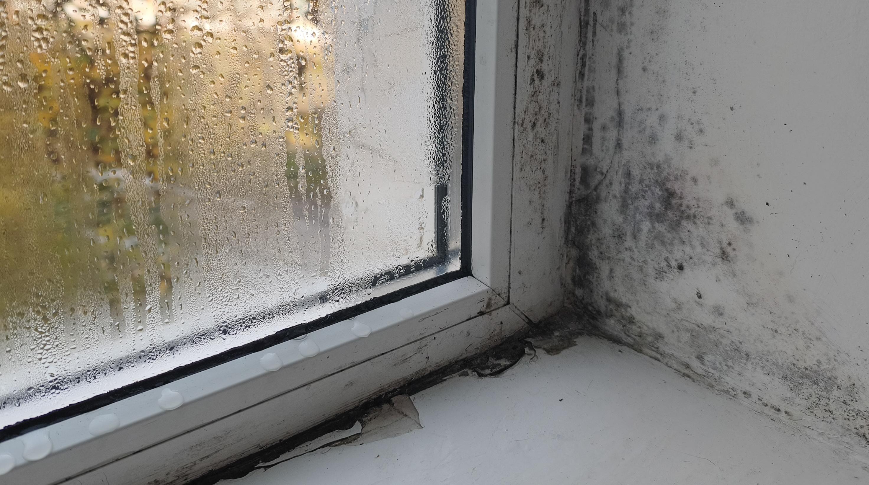 image of signature dishes for a japanese restaurant