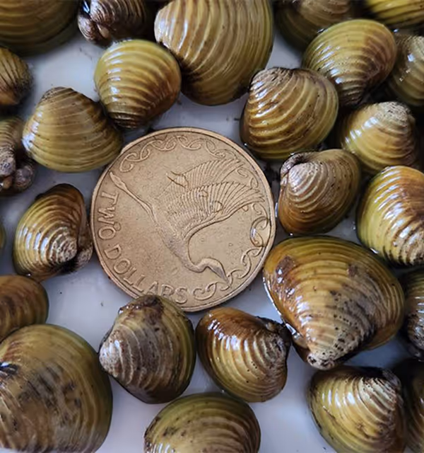 Close-up of invasive freshwater gold clams (Corbicula) next to a New Zealand two-dollar coin for scale, showing their ribbed golden-brown shells