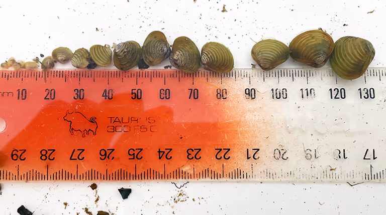 Row of invasibe freshwater gold clams (Corbicula) arranged by size along a ruler, ranging from a few millimetres to over 20 millimetres across