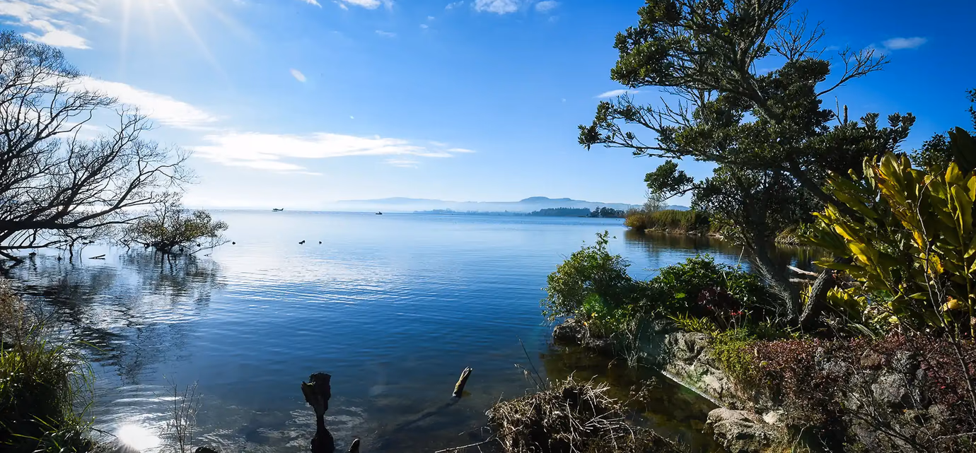 Panoramic view of a Rotorua Te Arawa lake framed by native vegetation including pōhutukawa and flax, with calm blue water stretching toward distant hills