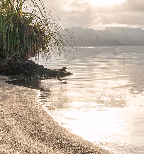 Misty morning on a Rotorua lake shore, with native grasses overhanging the calm water and hills visible through the haze