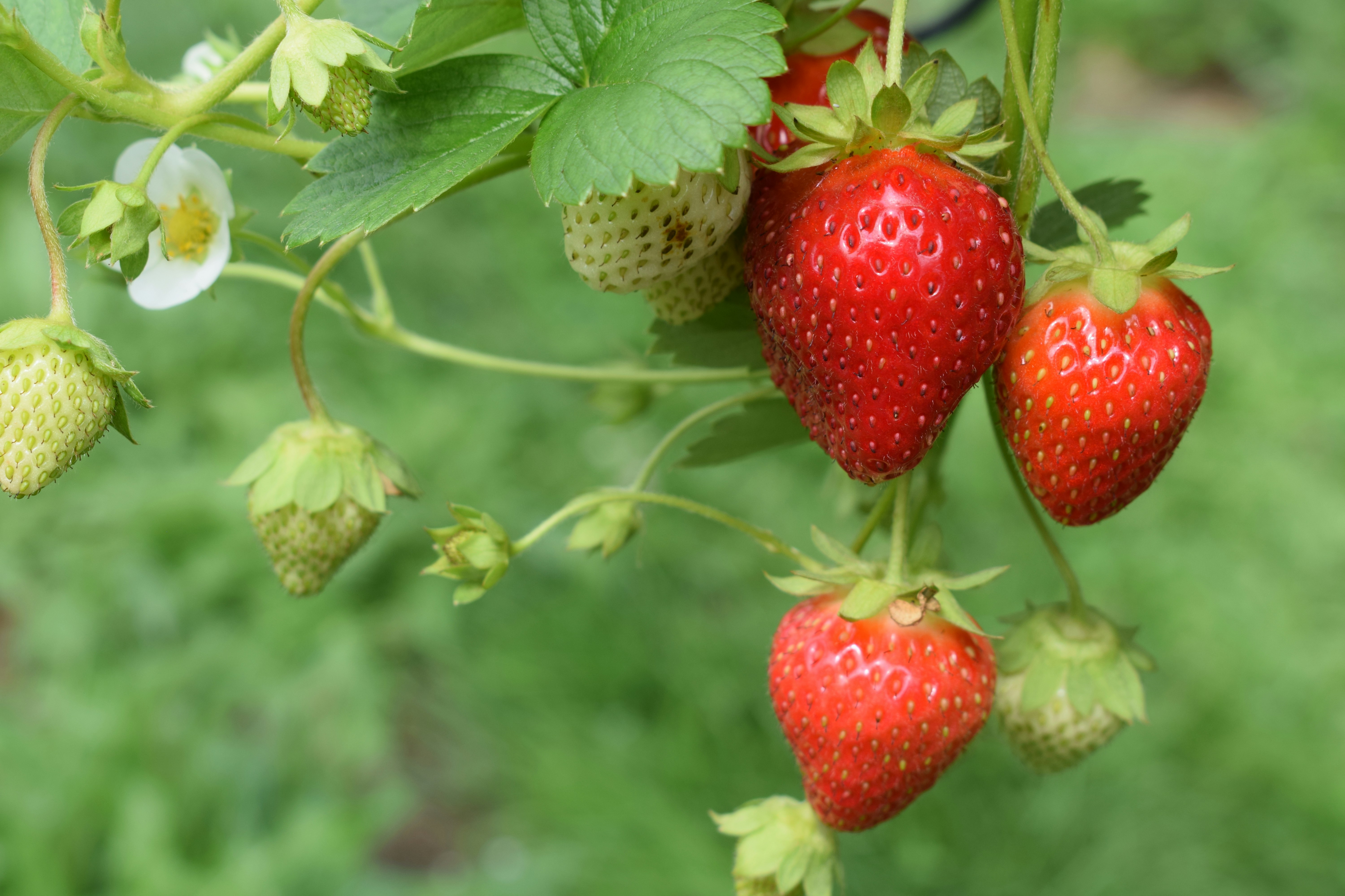 Strawberry Time
