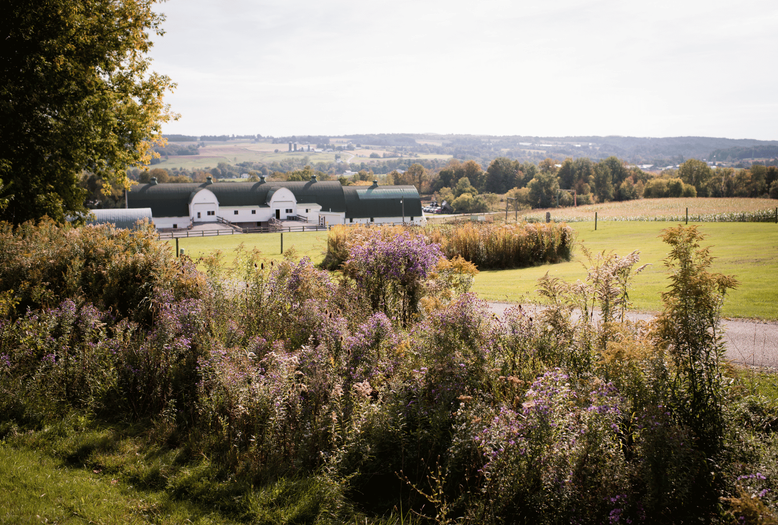 Wildflowers and plants in foreground with green fields and white barns under a bright sky.