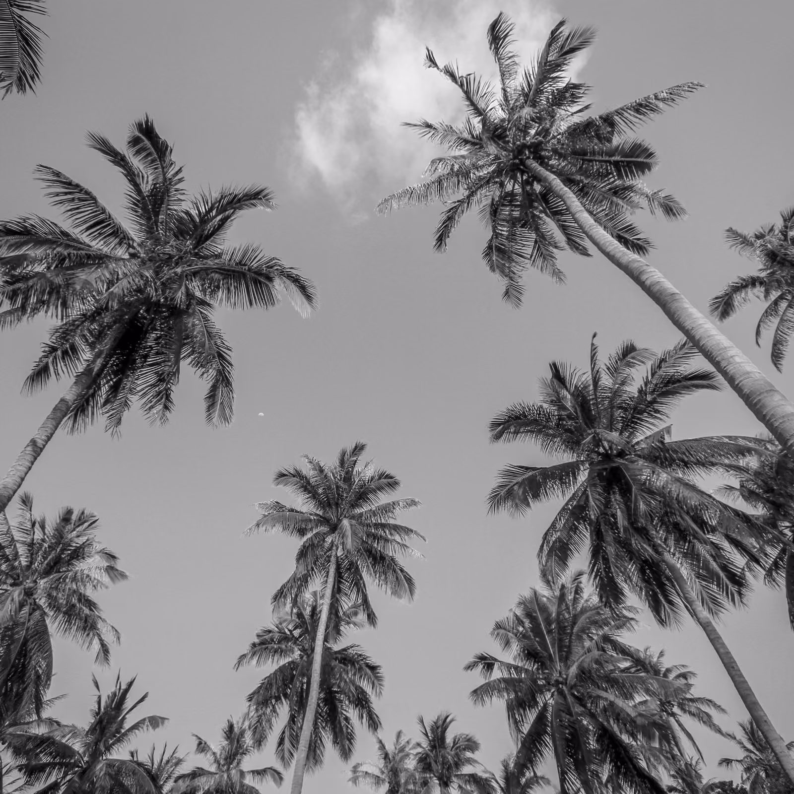 Black and white photo looking up at tall palm trees against a partly cloudy sky.
