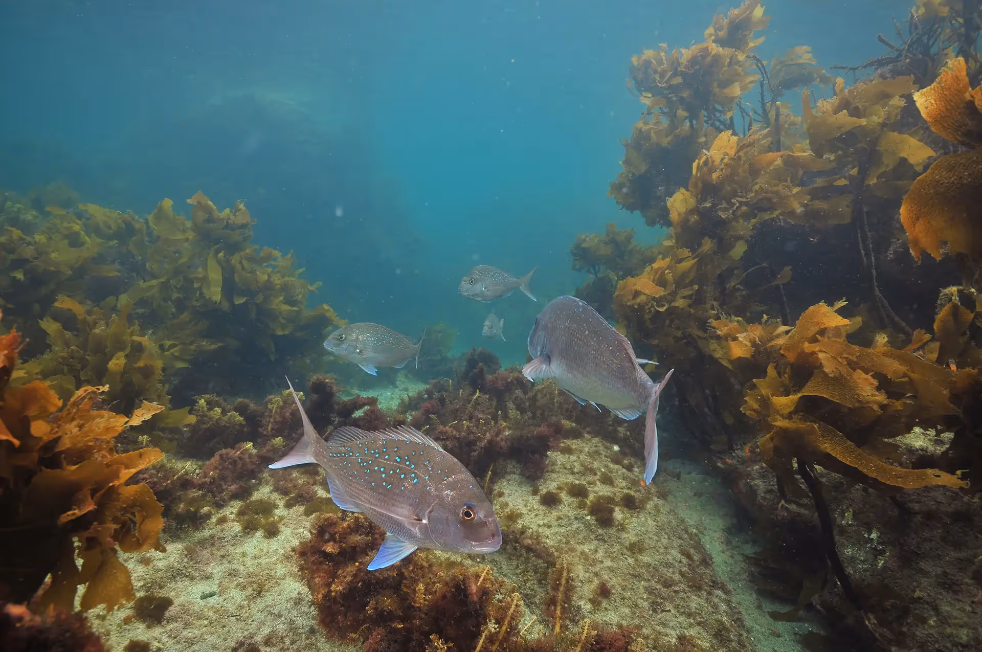Balance New Zealand - Fisheries: A Better Future Down Below