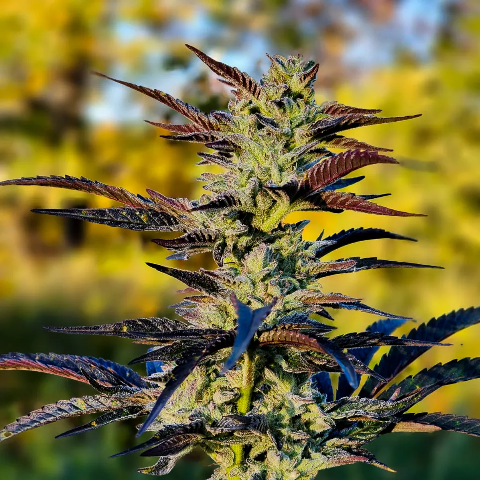 Close-up of a cannabis plant with green buds and purple-tinted leaves against a blurred yellow-green background.