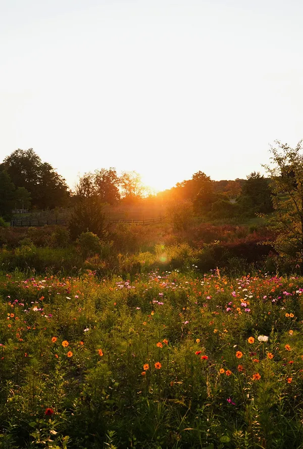Sunset over a wildflower field with trees and a wooden fence in the distance.