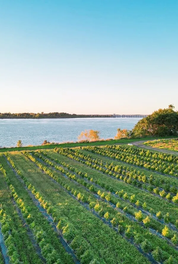 Rows of green plants growing on a farm beside a large body of water with a distant bridge.