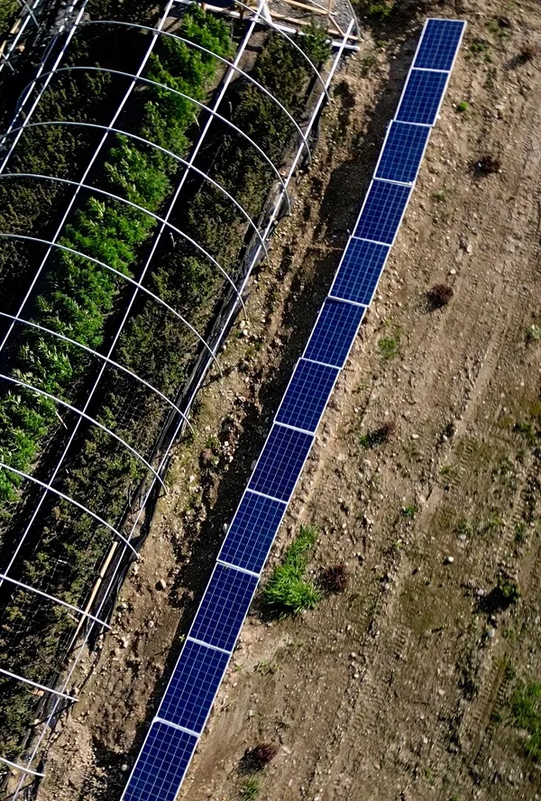 Solar panels installed alongside a curved greenhouse structure with green plants inside.