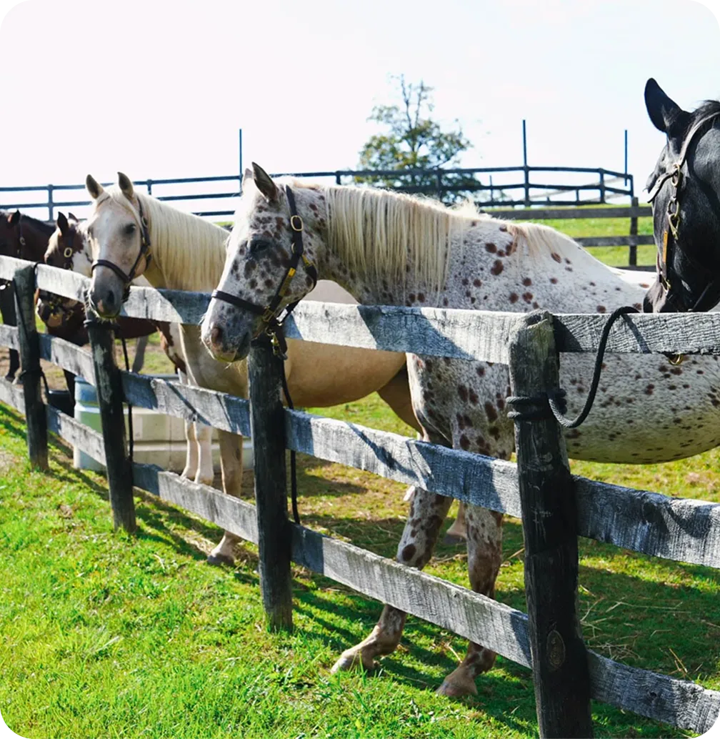 Several horses with different coat patterns standing behind a wooden fence on grass in daylight.