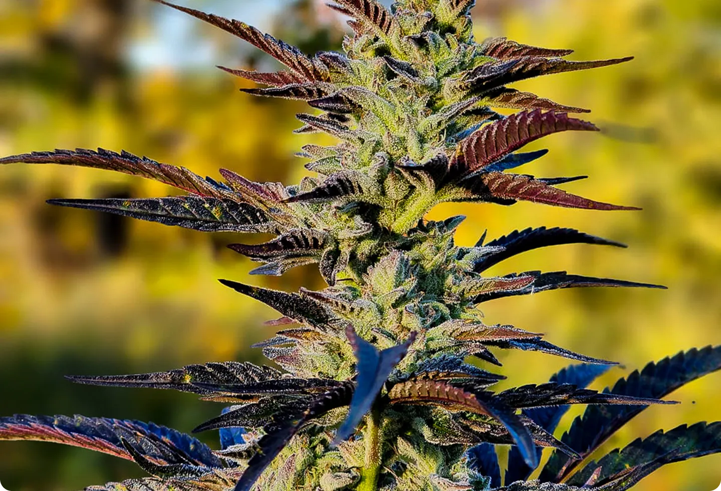 Close-up of a cannabis plant with purple-tipped leaves and dense flowering buds.