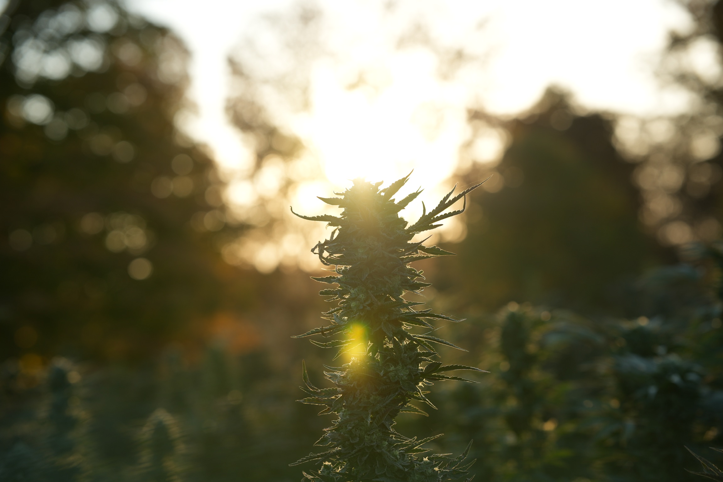 Silhouetted cannabis plant with backlit leaves and buds against a bright sunlit background.