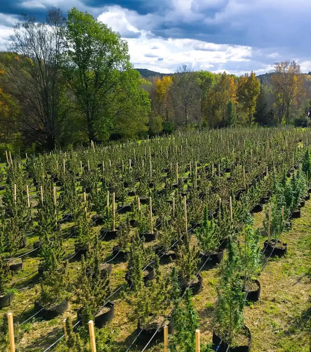 Rows of potted cannabis plants with wooden stakes in a field under a cloudy sky.