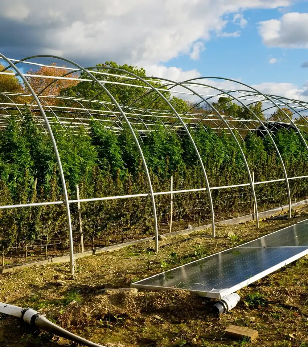 Two large greenhouses with metal frames and plants inside beside trees under a partly cloudy sky.