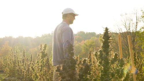 Tall green cannabis plants growing outdoors with autumn trees and cloudy blue sky in the background.