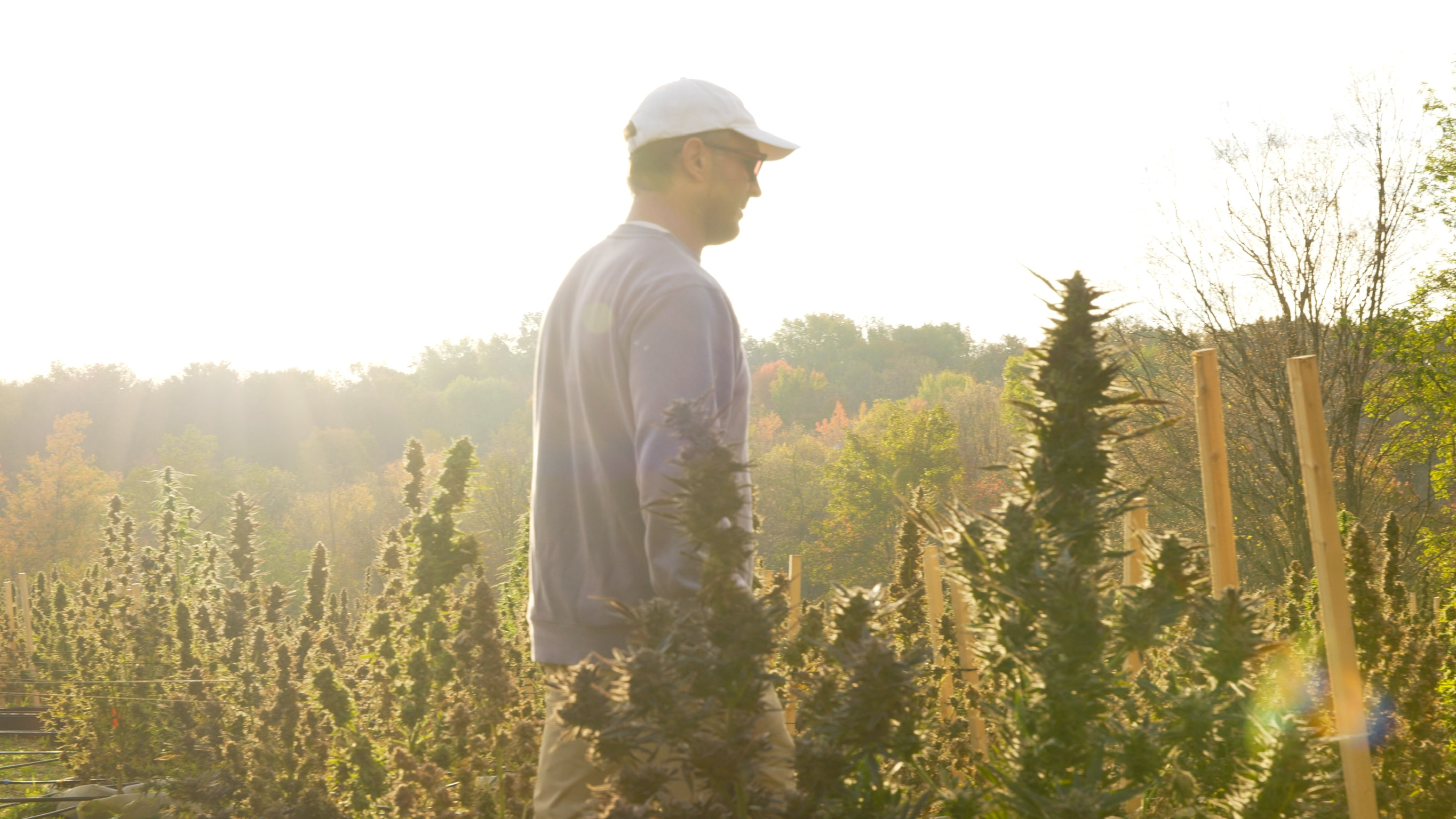 Tall green cannabis plants growing outdoors with autumn trees and cloudy blue sky in the background.
