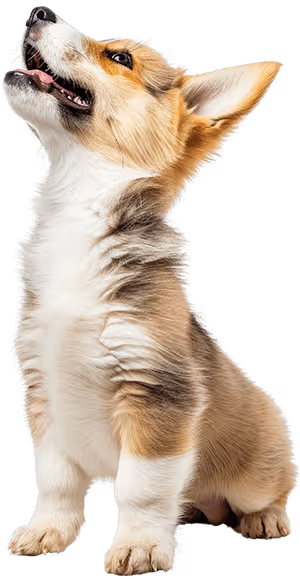 Service Pricing Image