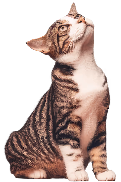 Service Pricing Image