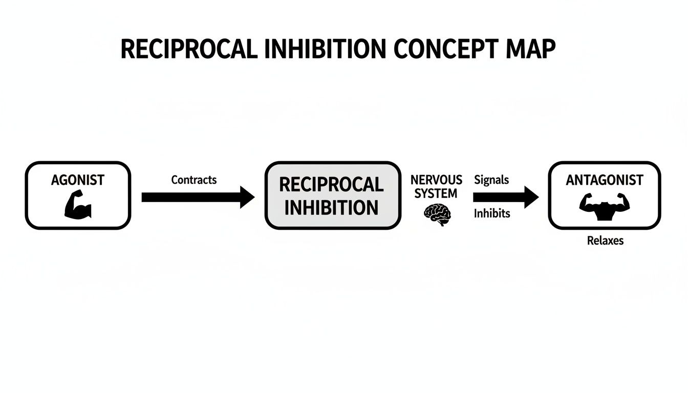 Concept map showing reciprocal inhibition: agonist muscle contracts, nervous system inhibits antagonist muscle, causing relaxation.