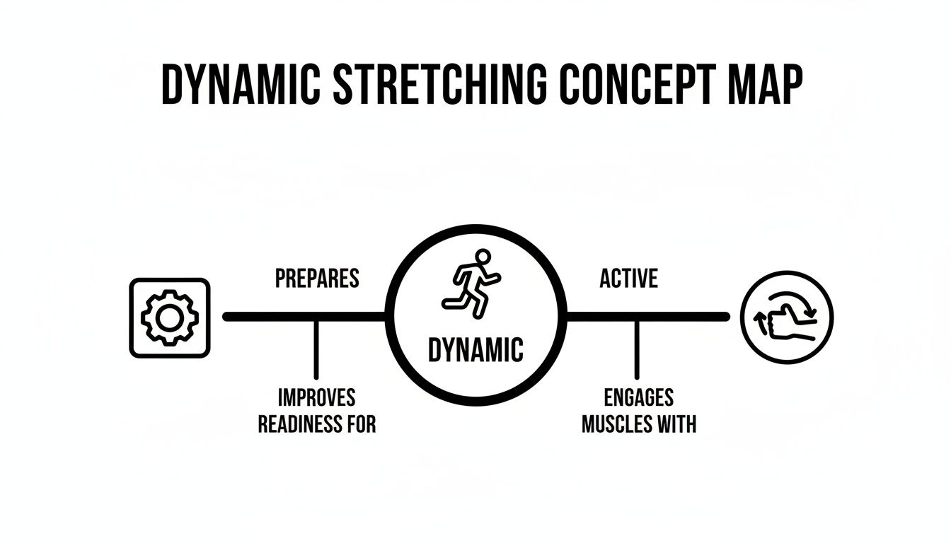Concept map illustrating dynamic stretching, showing how it prepares the body for activity and engages muscles.