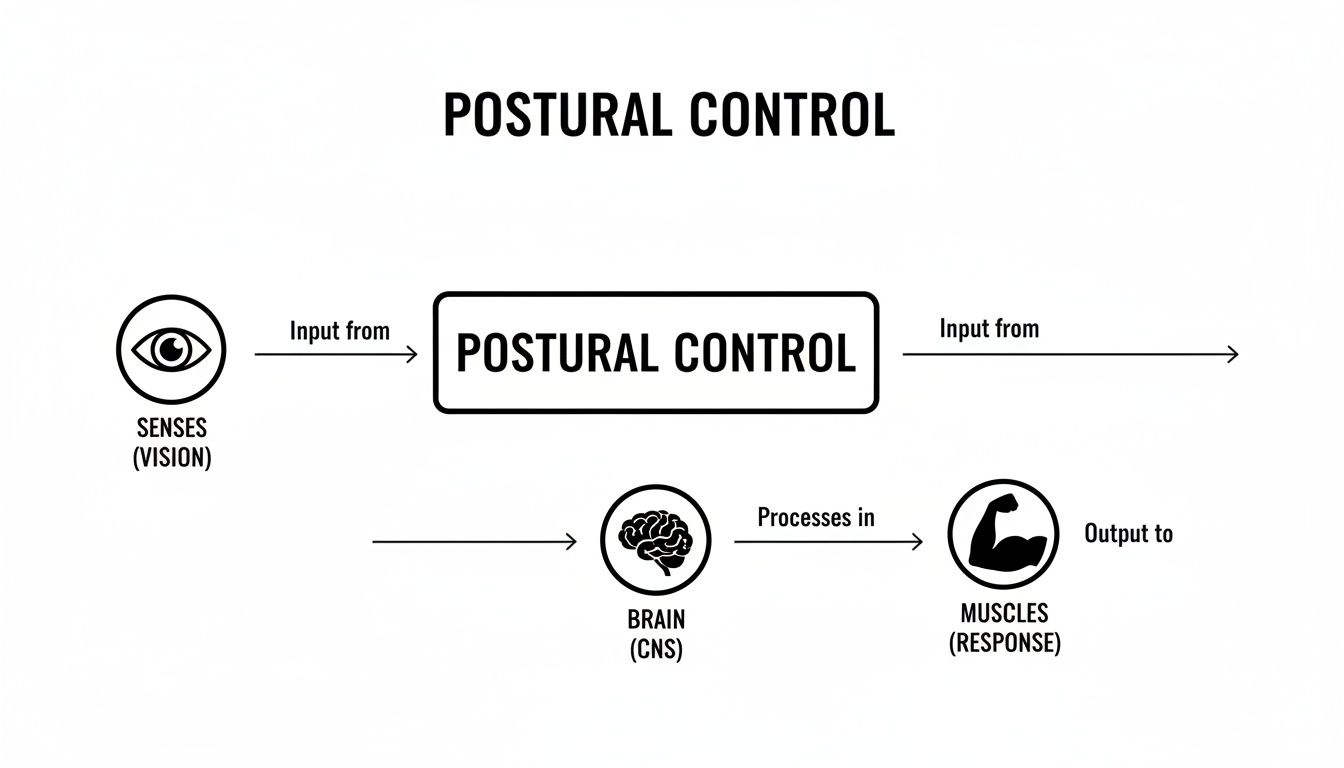 Flowchart illustrating the postural control system, from sensory input to muscle response.