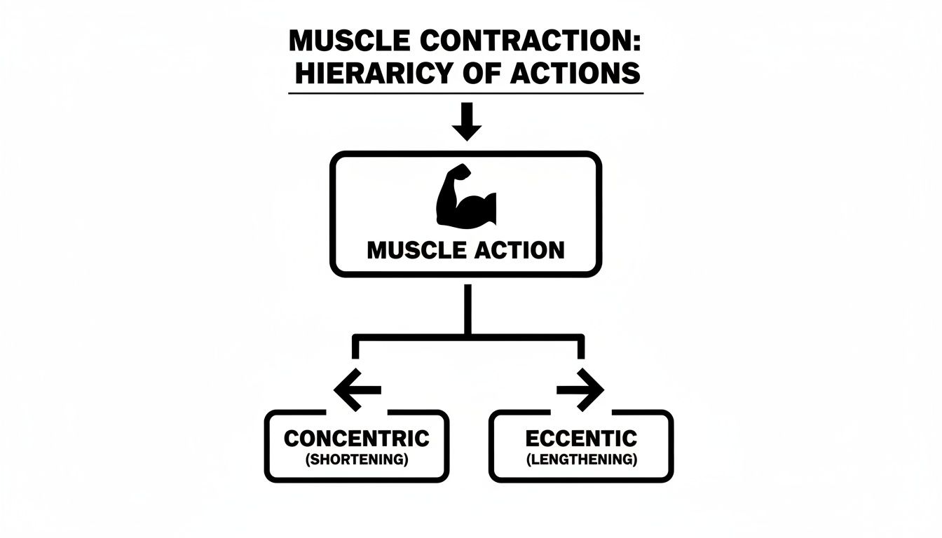 Flowchart illustrating muscle contraction actions: Muscle action divides into concentric (shortening) and eccentric (lengthening).