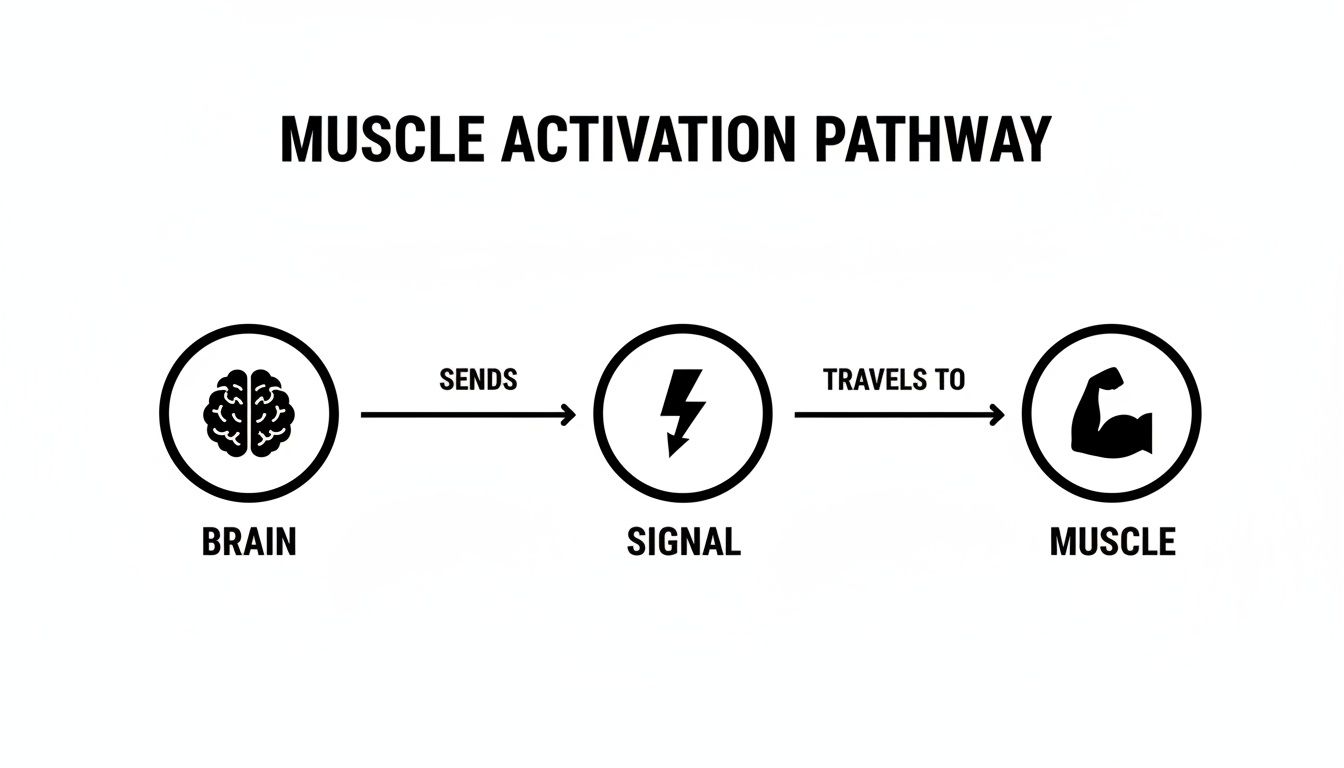 A simple diagram illustrates the muscle activation pathway: Brain sends an electrical signal to the muscle.