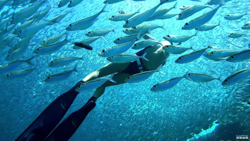 A diver swimming, surrounded by a school of fish