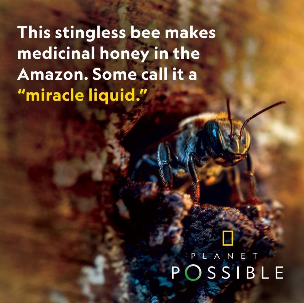 An Instagram post on National Geographic's Instagram page ft. a stingless bee and the words "this stingless beee makes medicinal honey in the Amazon. Some call it a "miracle liquid.""
