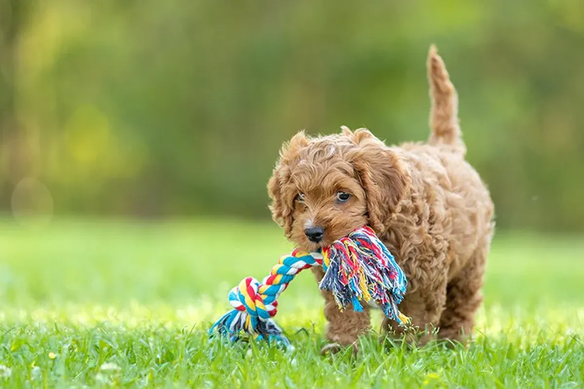Photo of Child, Puppy, Skincare, Graphic and Woman