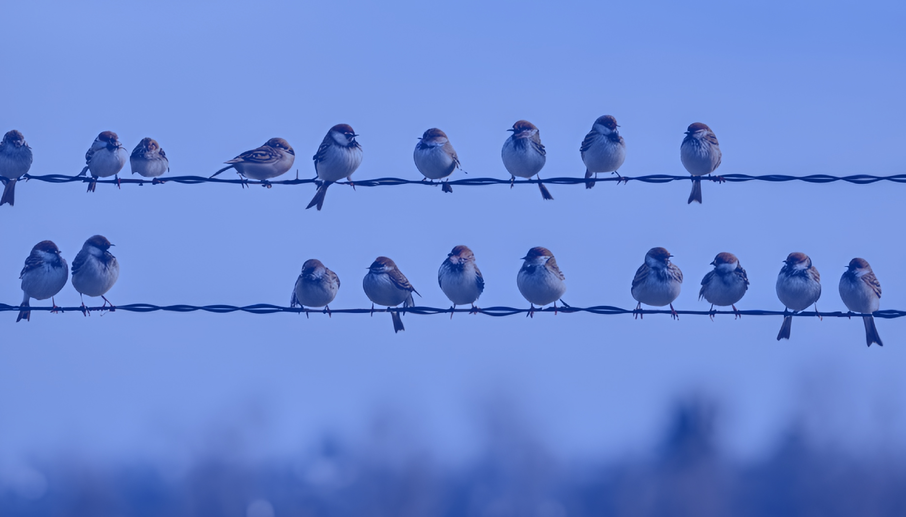 A Rare Bird: The Entrepreneurial Legal Officer