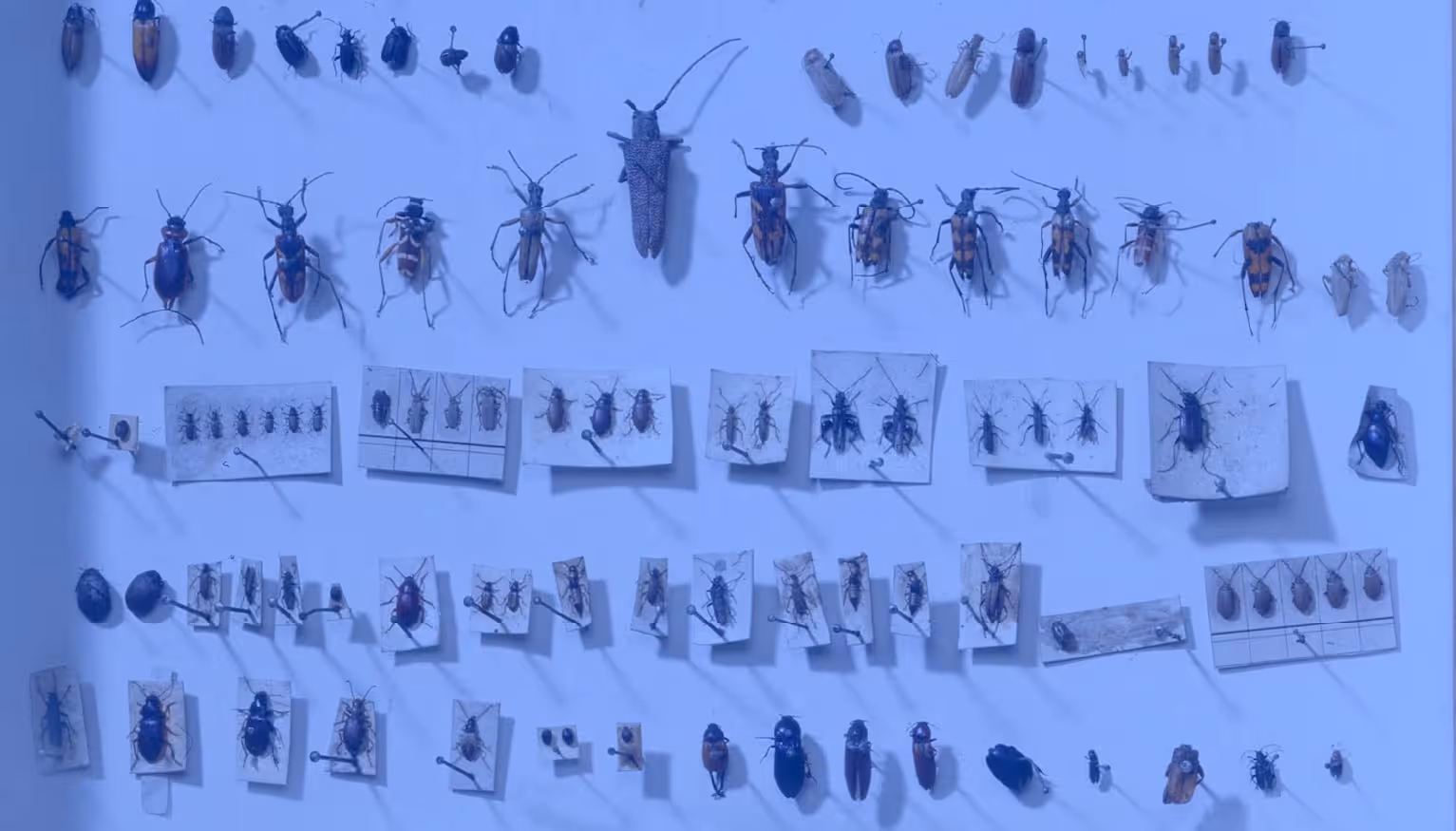 TechBio Leadership: The Origin of Species