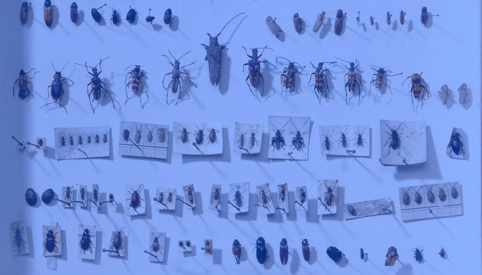 TechBio Leadership: The Origin of Species