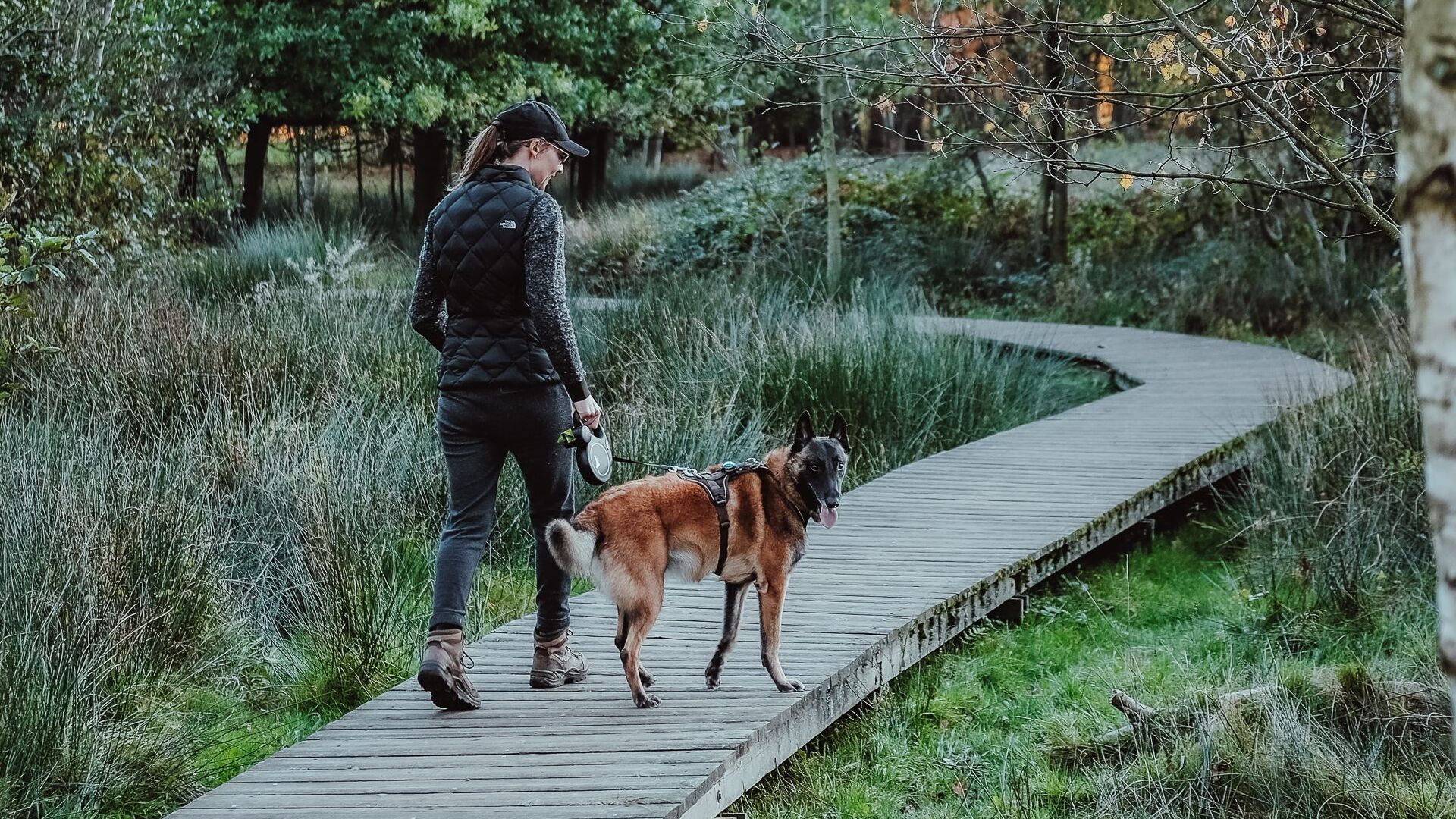 Chien heureux dans un bon parc en balade