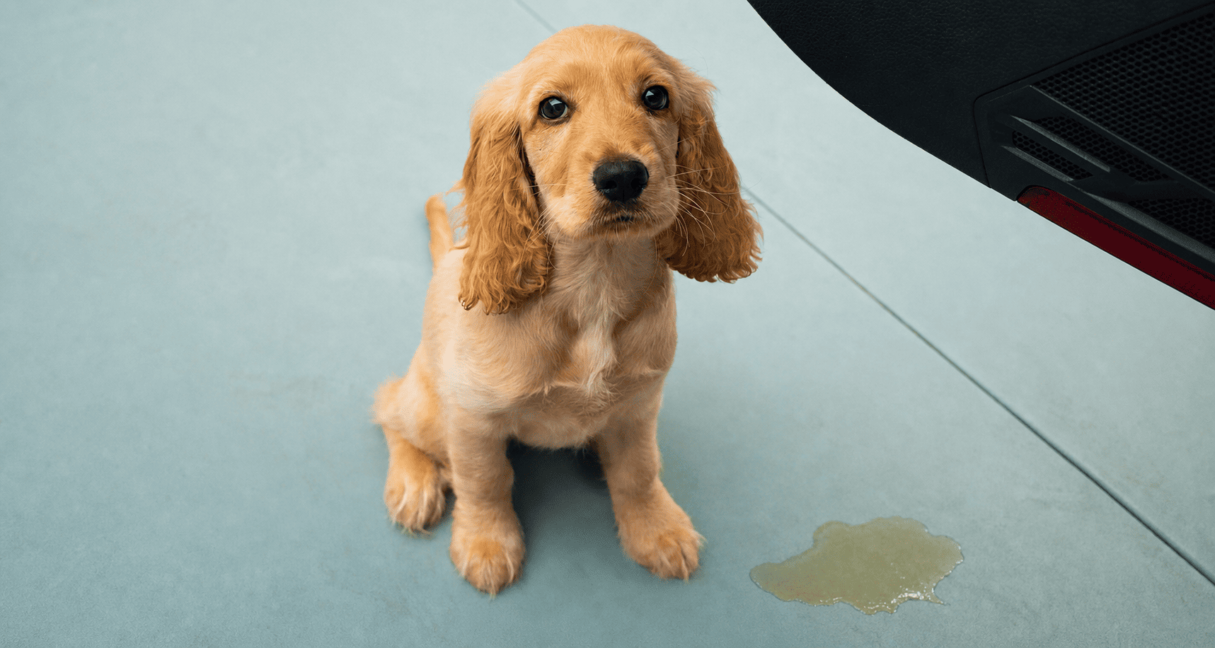 chien qui s'ennuie un jour de pluie et qui cherche a se dépenser