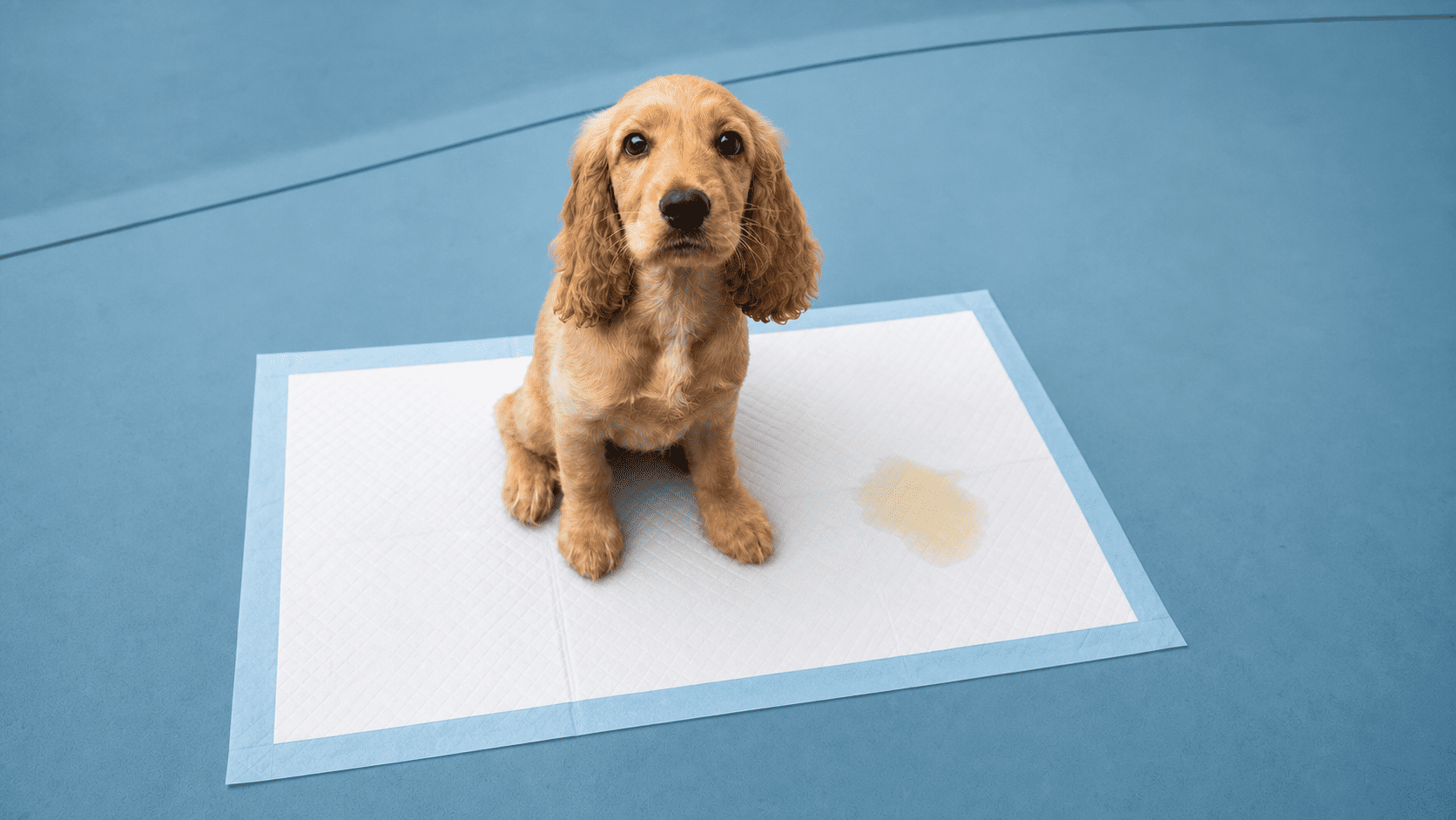 Un chiot adorable qui utilise des tapis d'alaise pour faire pipi
