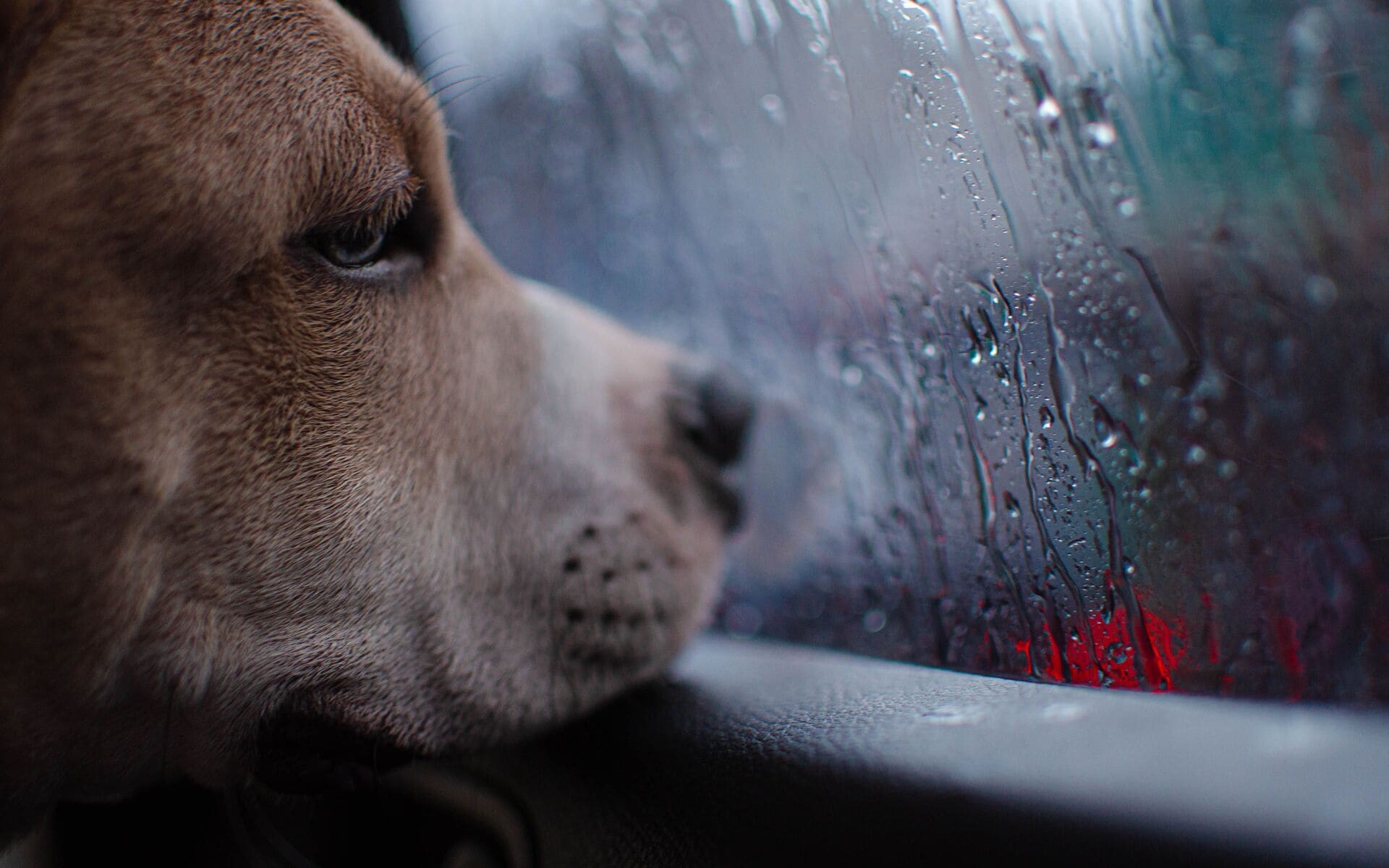 chien qui s'ennuie un jour de pluie et qui cherche a se dépenser