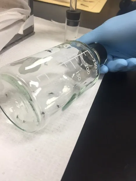 Hand holding clear glass laboratory beaker with measurement markings on workbench