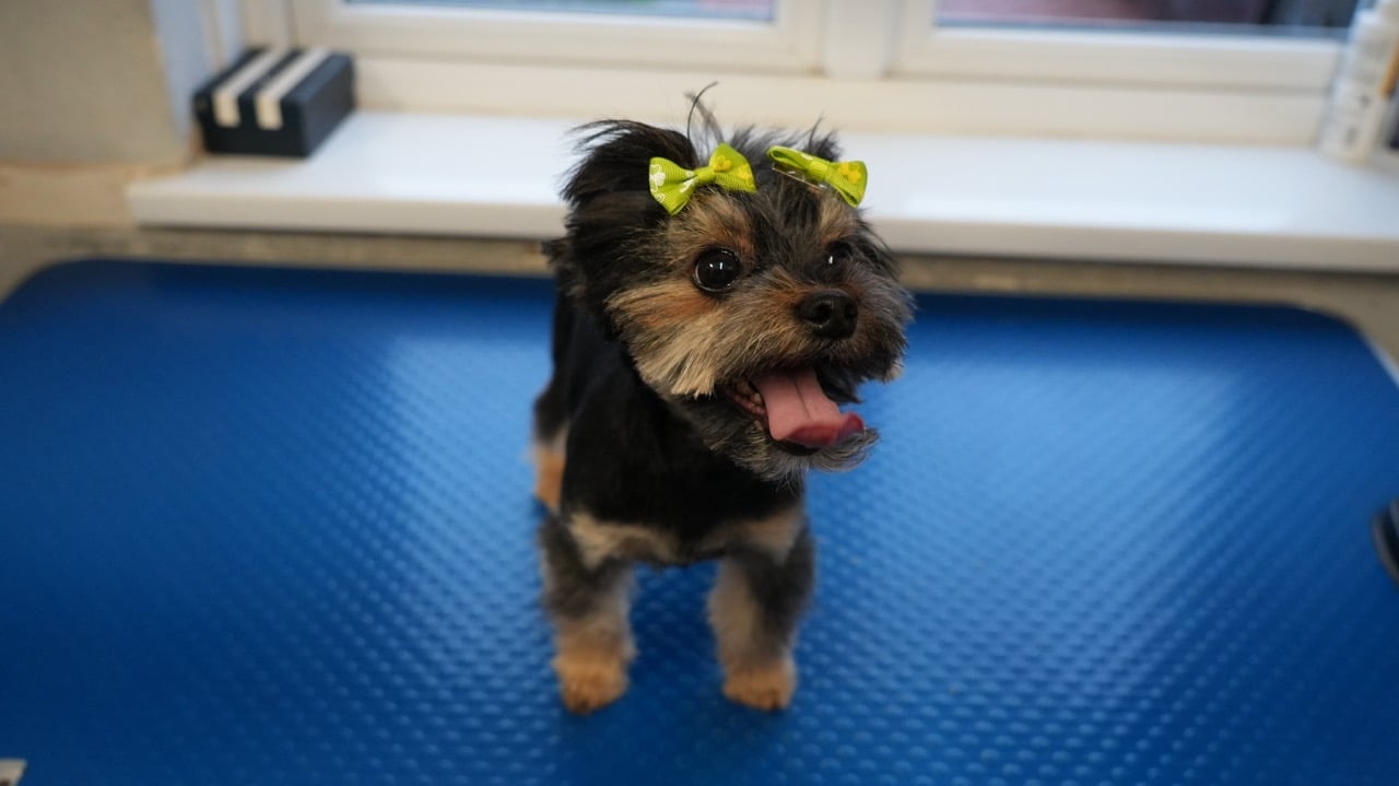 Small black and tan dog with two green bows on its head standing on a blue textured surface with its mouth open and tongue out.