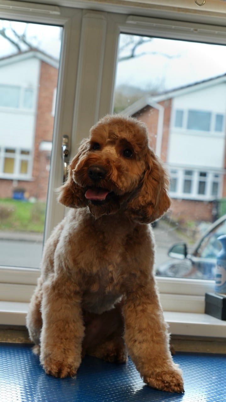 Curly-haired brown dog sitting indoors on a blue textured mat in front of a window showing residential houses outside.
