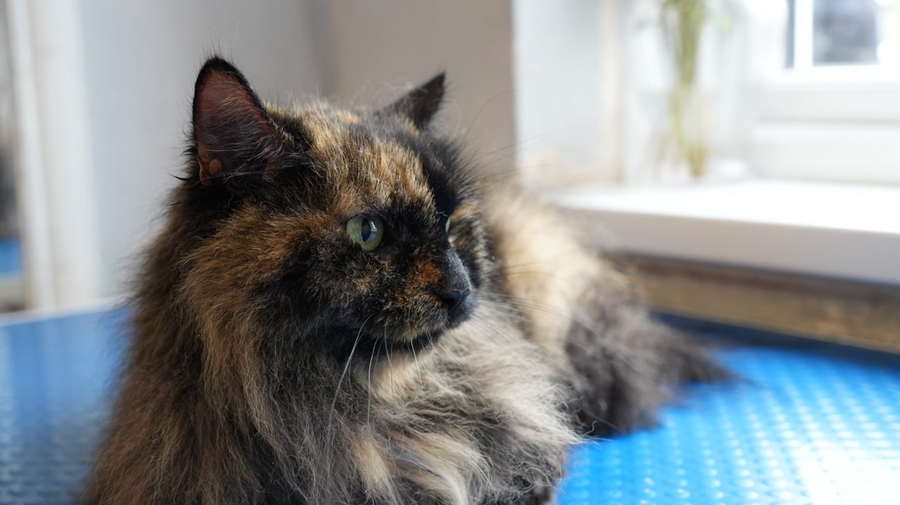 Fluffy tortoiseshell cat with green eyes resting on a blue surface near a window.