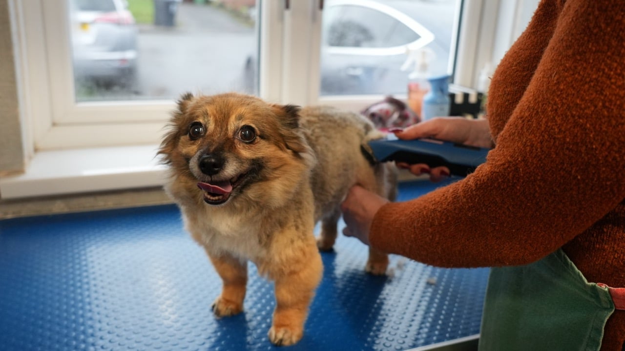 Small fluffy dog standing on a blue grooming table while being shaved with clippers by a person in a brown sweater.