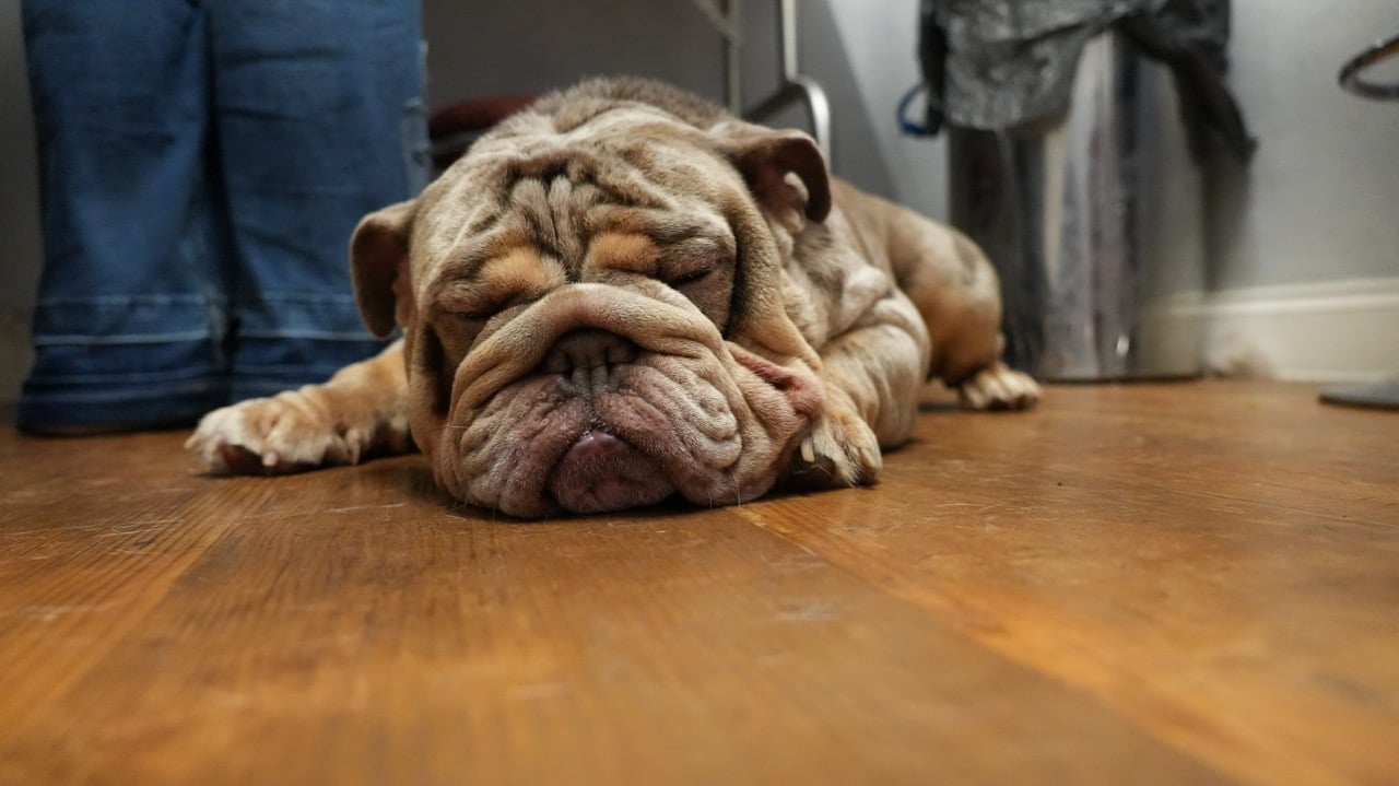Light brown bulldog with a wrinkled face sleeping on a wooden floor.