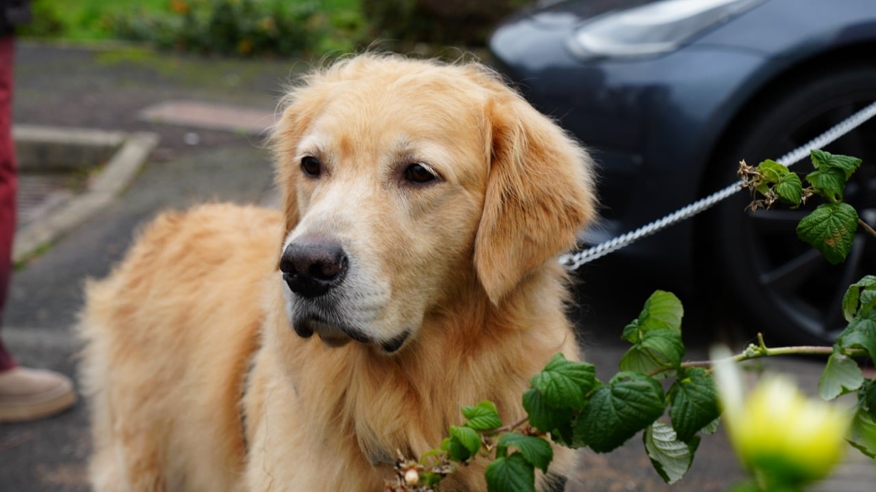 Golden retriever dog on a leash standing outdoors near green plants and a parked car.