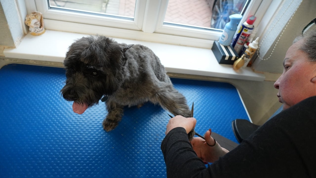 Person grooming a small black dog by trimming its paw hair on a blue mat near a window.